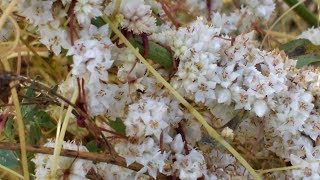 Cuscuta campestris (planta medicinal) Golden dodder