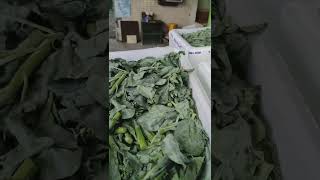 ICEUPS 4 Pallet vacuum cooler precooling Chinese broccoli