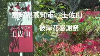 高知県高知市、土佐山彼岸花