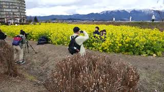 守山第一なぎさ公園菜の花　幸せな１日