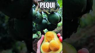 Cobain PEQUI Si Buah Hutan Amazon!! #buah #pequi #shorts