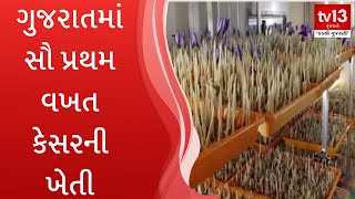 ગુજરાતમાં સૌ પ્રથમ વખત કેસરની ખેતી | tv13 Gujarati