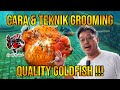 CARA DAN TEKNIK GROOMING IKAN KOKI ALA QUALITY GOLDFISH ‼️