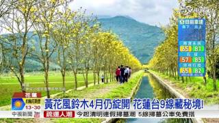 黃花風鈴木4月仍綻開 花蓮台9線藏秘境!│中視新聞 20170401