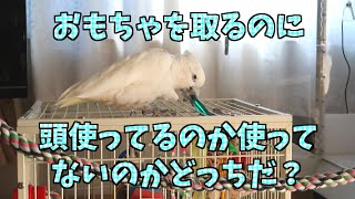 ソロモンオウムたろちゃん　おもちゃを取るのに頭使ってるのか使ってないのかどっちだ？😆Subtle cockatoo whether he is using his head to take a toy