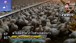 การเลี้ยงไก่เนื้อระบบปิดในเกาหลี