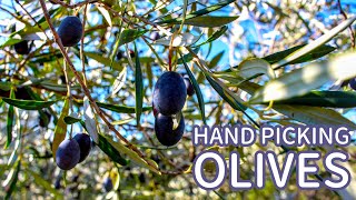 Harvesting Olives and Making Olive Oil in Croatia (Mljet Island)