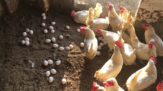 Raising Chickens For Eggs | Collecting Chicken Eggs | Food For Egg Laying Chicken | Part 5