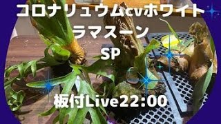 コロナリウムｃｖホワイト、ラマスーン、ＳＰ板付LIVE　ご依頼ありがとうございます。