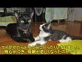 ５匹まとめて家族に 七福猫誕生