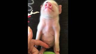 Cutest mini pig.  Falls asleep instantly!!!