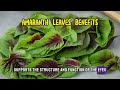 discovering the remarkable health benefits of amaranth leaves 🌿🌟