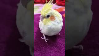 Chand sa mukda #shorts #youtubeshorts #trending #viralvideo #parrots #birds #cute #cockatiel #like