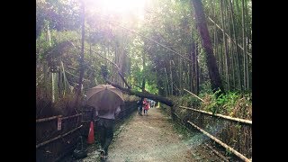 2017年10月23日(月) 超大型 台風21号の被害 京都嵐山 竹林の小径 ☆