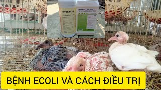 BỆNH ECOLI - DẤU HIỆU NHẬN BIẾT VÀ ĐIỀU TRỊ