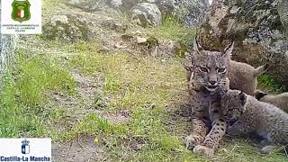 Endangered Iberian Lynx Killed By Poachers