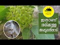 Appoppanthadi Plant #appoppanthadi #plant #അപ്പൂപ്പൻതാടി