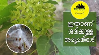 Appoppanthadi Plant #appoppanthadi #plant #അപ്പൂപ്പൻതാടി