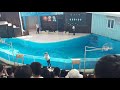 花蓮遠雄海洋公園海豚表演