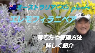 初めてのガーデニング！🌠エレモフィラニベア特集育て方や管理方法などを詳しく紹介しました！