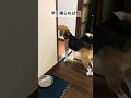 飼主の帰りを待ち侘びるビーグル犬 犬 dog