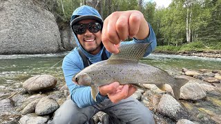 EPIC Alaska Arctic Grayling Fishing! (TINY ULTRA CLEAR CREEK)