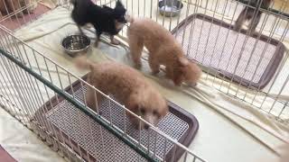 2017.11.14飼育犬ルーム神戸愛犬美容専門学院姫路校