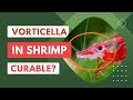 Vorticella In Aquarium Shrimp: Prevention, Cure, Tips