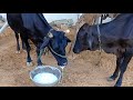 cow drinking own milk cow_drinking_milk cowvideos cowlover villagelife