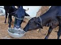 cow drinking own milk cow_drinking_milk cowvideos cowlover villagelife