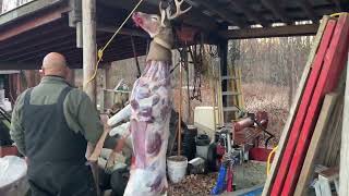 Skinning deer the easy way