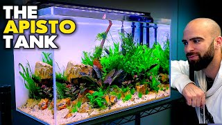 Building an Apistogramma Aquarium | Planting | MD fish Tanks