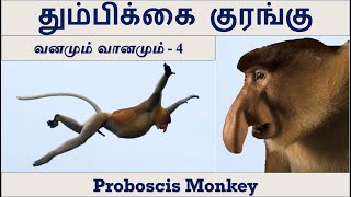 Proboscis Monkey | தும்பிக்கை குரங்கு | வனமும் வானமும்