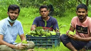 মান নিশ্চিত করার জন্যই সরাসরি বাগান থেকে আম সংগ্রহ করে সারাদেশে পাঠাই আমরা । Premium Fruits