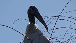 Wood Stork  (Mycteria americana)