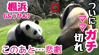 【赤ちゃんパンダ】イタズラ🐼に激オコ💢ママの行動が凄かった！さすがのふうひんもおののいた（笑）ヤバっ！