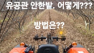 유공관 안한 밭 추천. 과수원 심토파쇄 작업. 단근작업. 자두