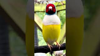 Red head white breast gouldian finch male singing #aviary #birdsounds #finches #birds #nature