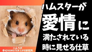 ハムスターが愛情に満たされている時に見せる仕草