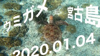 宮古島　ウミガメ　祭り　わいわいビーチ