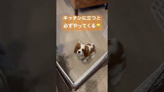 【キャバリア】キッチンで出待ちする犬【可愛い犬】 #dog #cavalier #cute #犬 #いぬすたぐらむ #犬のいる暮らし #animal #ブレンハイム #pet