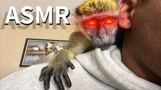 ASMR Monkey Grooming Soothing Oddly Satisfying Pimple Popping therapy (Long Version) (Thabo And Ray)