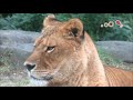 眠くて眠くて仕方ないライオン（lion）ちゃん