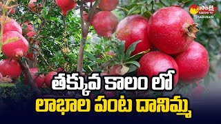 Pomegranate Farming | తక్కువ కాలం లో లాభాల పంట దానిమ్మ | @SakshiTVSagubadi