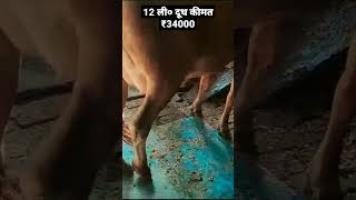 12 ली० दूध कीमत ₹34000 HF COW #दूधउत्पादक #shorts #trending #animal #buffalo #youtube #dairyfarming