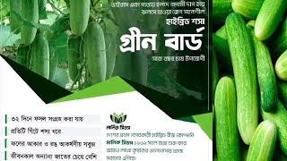 উচ্চফলনশীল হাইব্রিড শসা গ্রীন বার্ড | সারাবছর চাষ উপযোগী | মালিক সিডের হাইব্রিড শসা