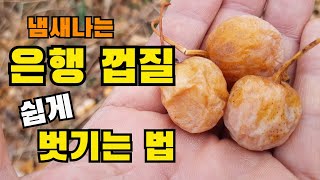 [ 은행 껍질 ] 이렇게! 까보세요~ / 은행 껍질 까는 법 / 은행 껍질 쉽게 까는 법 / 은행껍질 까는 방법 / how to peel ginkgo