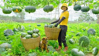 Harvest Wheel-Shaped Pumpkins To Sell At The Market, Weeding And Fertilizing The Cantaloupe Garden