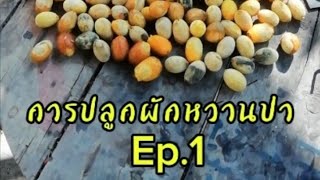 การปลูกผักหวานป่า Ep.1