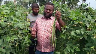 মালিক সিডস এর উচ্চফলনশীল বরবটি “বান্টি”র অভাবনীয় ফলন